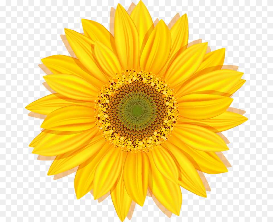 Sunflower Hill New Board, Daisy, Flower, Plant Free Transparent Png