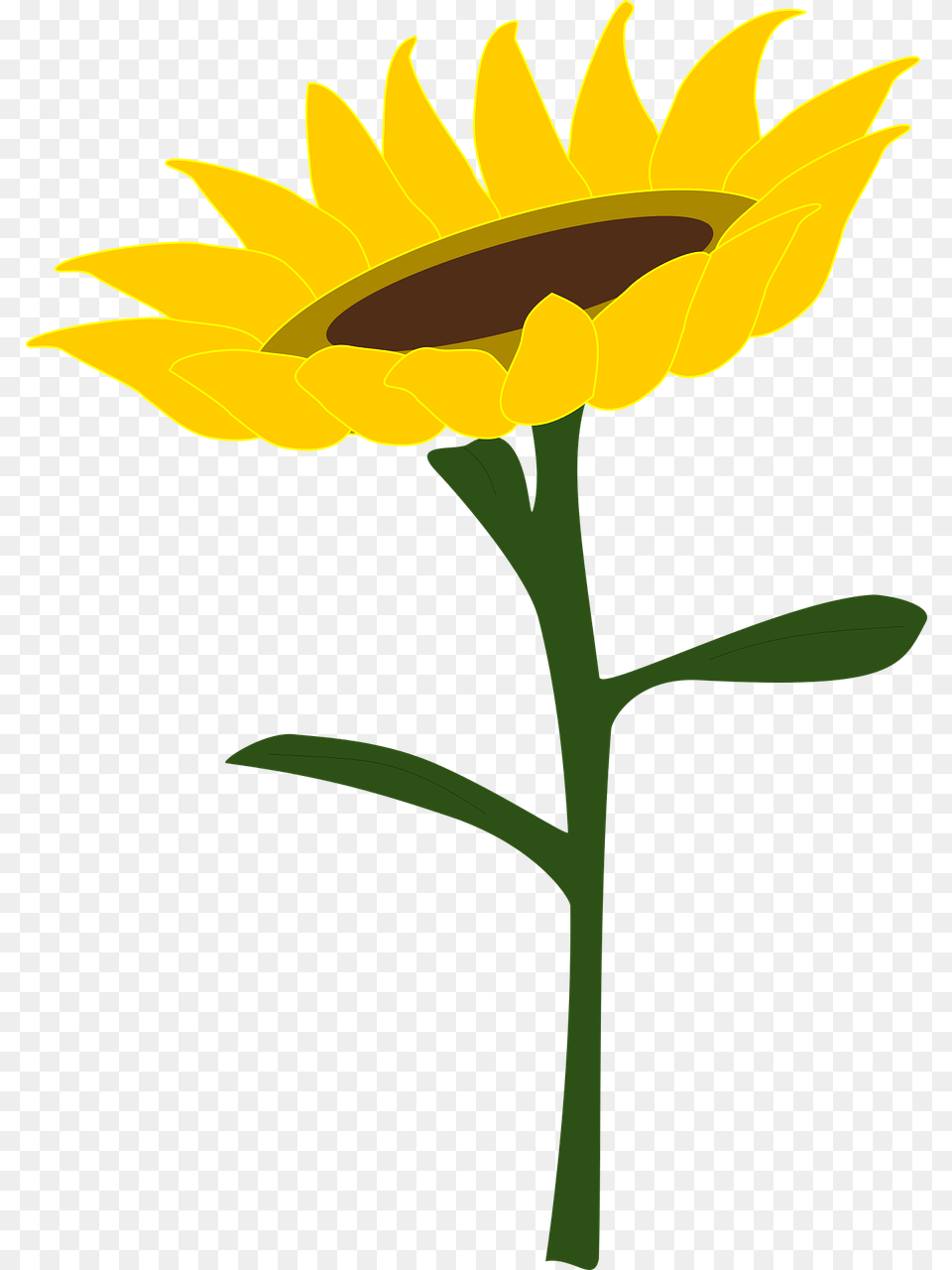 Sunflower Honey Sunflower Field Summer Plants, Flower, Plant Png Image