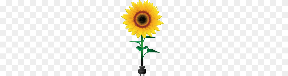 Sunflower Icon Free Environment Iconset Ergosign, Flower, Plant Png Image