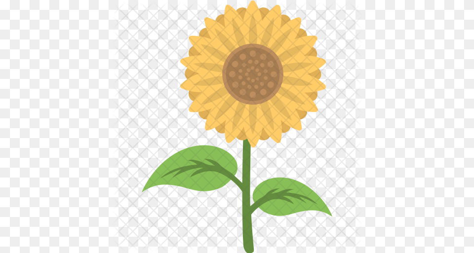Sunflower Icon Fresh, Flower, Plant Png
