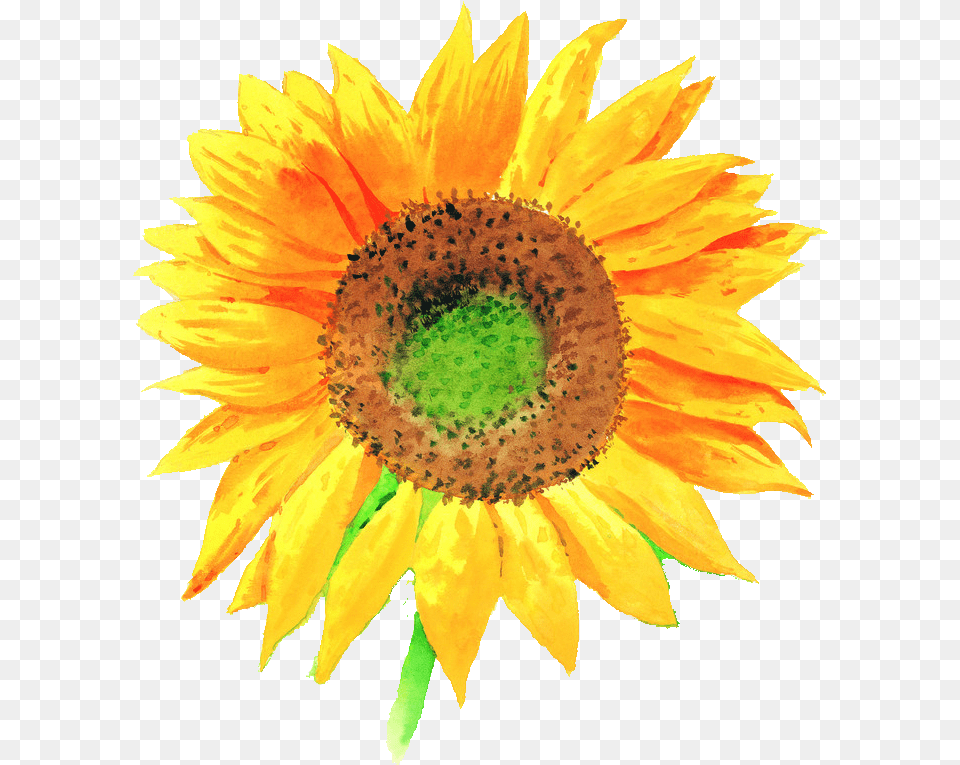 Sunflower Illustration, Flower, Plant Free Png Download