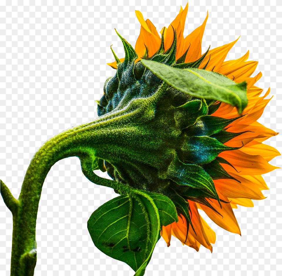 Sunflower Illustration Transparent Hd, Flower, Plant, Leaf Png Image