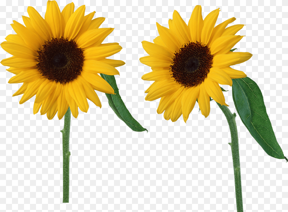 Sunflower Background Sun Flowers Png Image