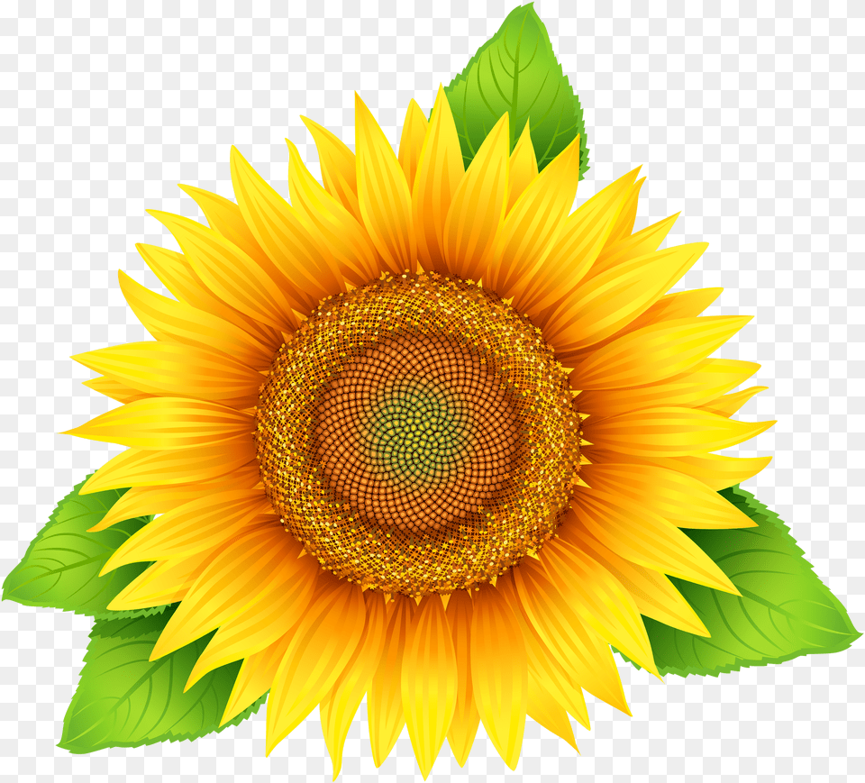 Sunflower Image Purepng Cc0 Sunflower Clipart With Leaves, Flower, Plant Png