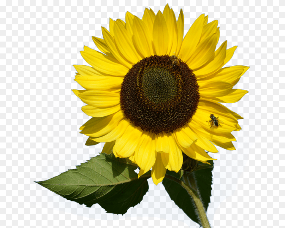 Sunflower Image Purepng Transparent Cc0 Wild Sunflower, Flower, Plant, Animal, Bee Free Png Download