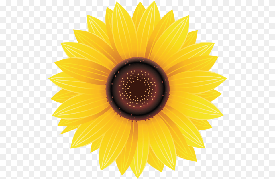 Sunflower Searchpng Sun Flower, Plant Png Image