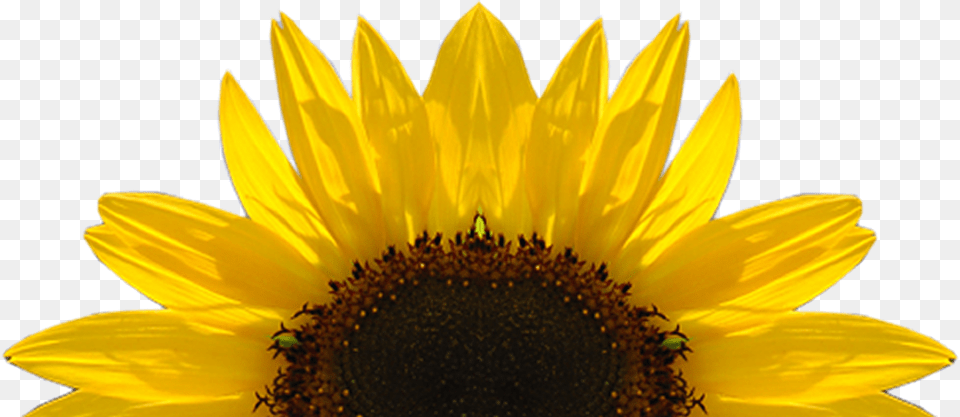 Sunflower Image Transparent Sunflower, Flower, Plant, Daisy Free Png Download