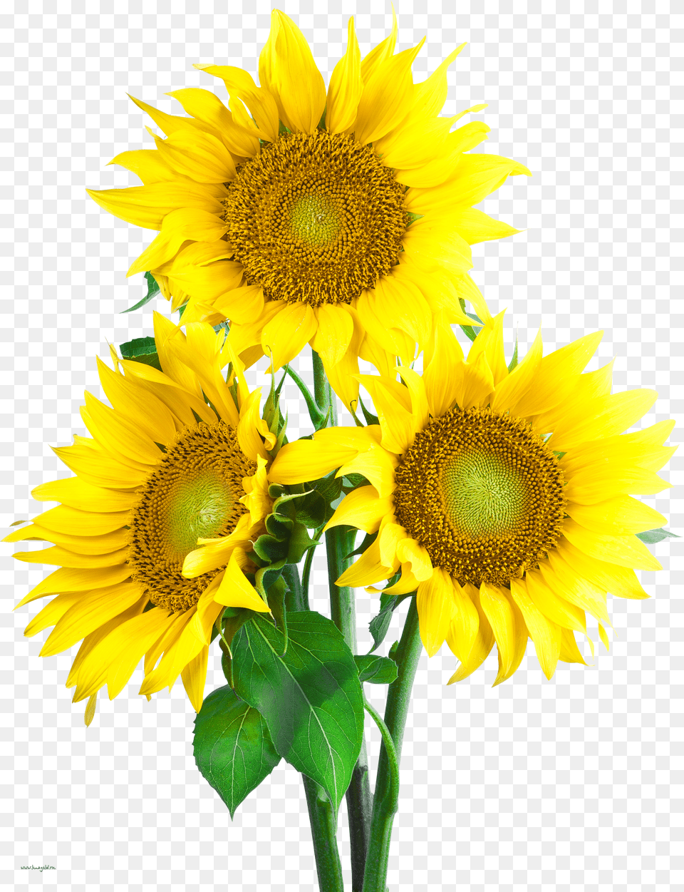 Sunflower Image With Transpa Background, Gray Free Transparent Png