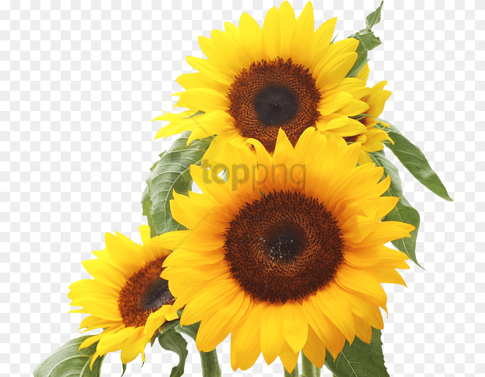 Sunflower Image With Transparent Good Morning Mother In Law, Flower, Plant Png