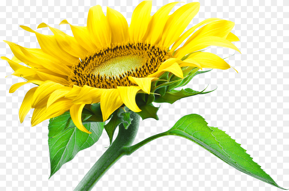 Sunflower Images Background Picture Sunflower Leaf, Flower, Plant Png