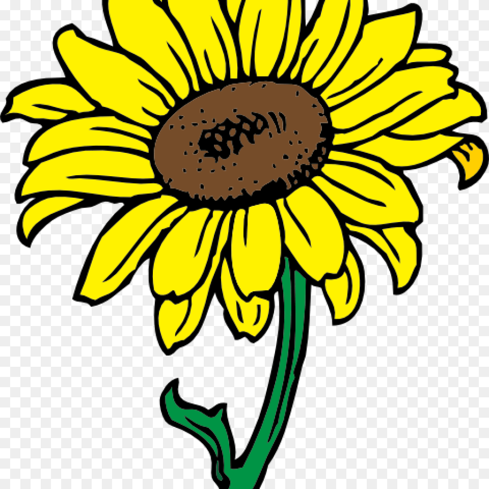 Sunflower Images Clip Art Bear Clipart House Clipart Online Download, Daisy, Flower, Plant Free Transparent Png