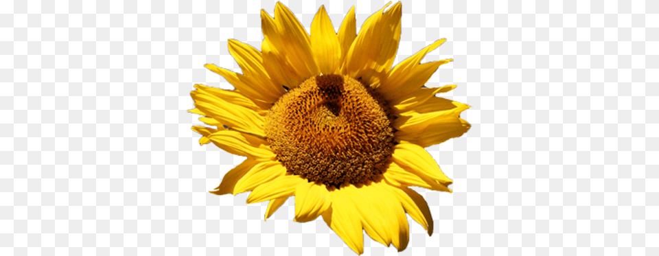 Sunflower Images Common Sunflower, Flower, Plant Free Transparent Png