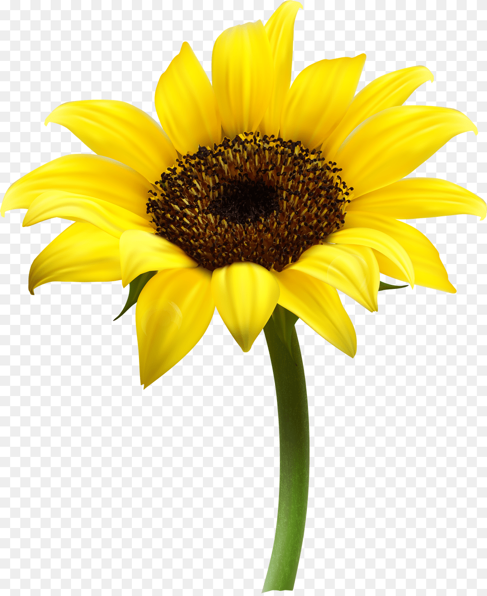 Sunflower Images Download Sunflower With No Background, Flower, Plant, Daisy Free Png