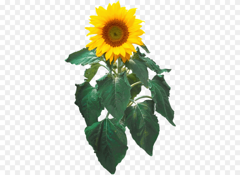 Sunflower Images Transparent Background, Flower, Plant, Leaf Free Png
