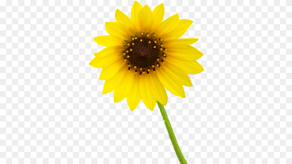 Sunflower Images Transparent Background Single Flower Hd, Plant, Daisy Png