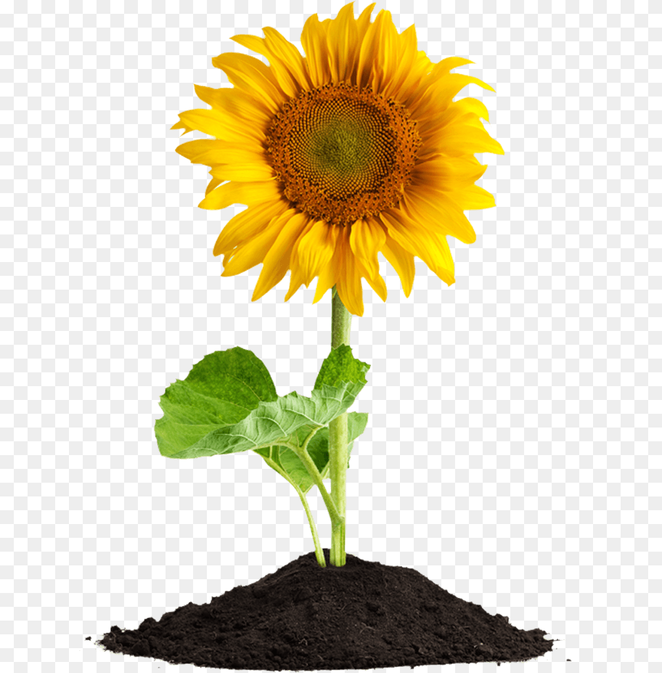 Sunflower In Soil, Flower, Plant Png Image