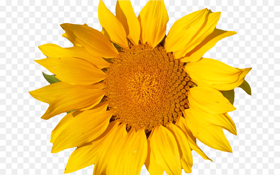 Sunflower Isolated Object Yellow Object, Flower, Plant Free Transparent Png