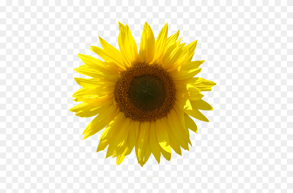 Sunflower Isolated Transparent Girassol Em Fundo Transparente, Flower, Plant Free Png Download