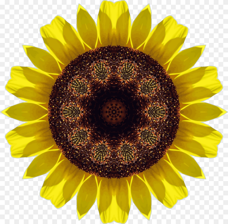 Sunflower Kaleidoscope Clipart, Flower, Plant Free Transparent Png