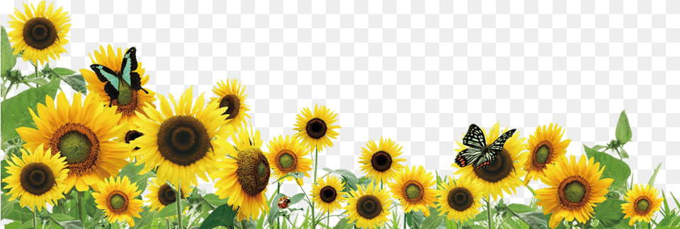 Sunflower Lanyard Program For Hidden Disability Awareness Transparent Background Sunflowers, Flower, Plant Png
