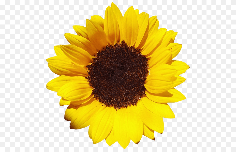 Sunflower Large, Flower, Plant, Daisy Free Png Download