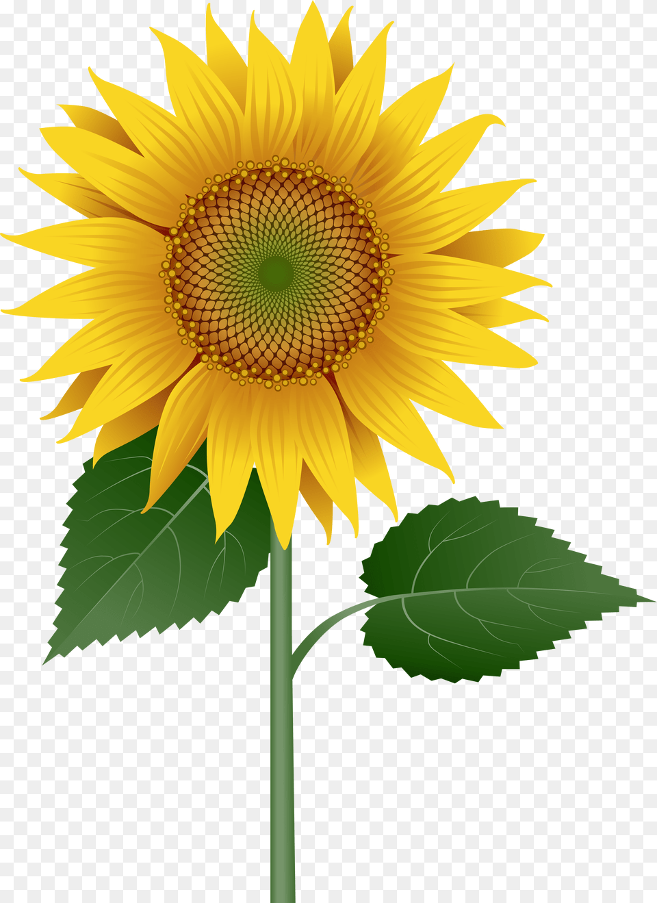 Sunflower Large Transparent Image Transparent Sunflower With Stem, Flower, Plant Png