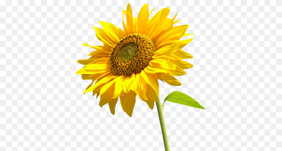 Sunflower Left, Flower, Plant Free Png