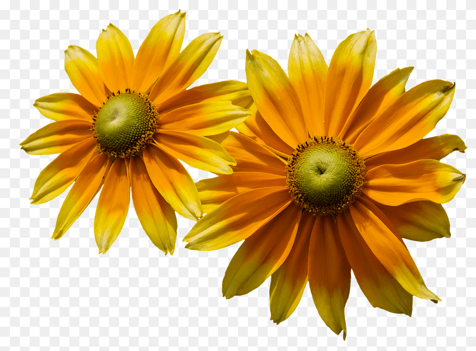 Sunflower Left Transparent Stickpng Flower, Daisy, Petal, Plant Free Png