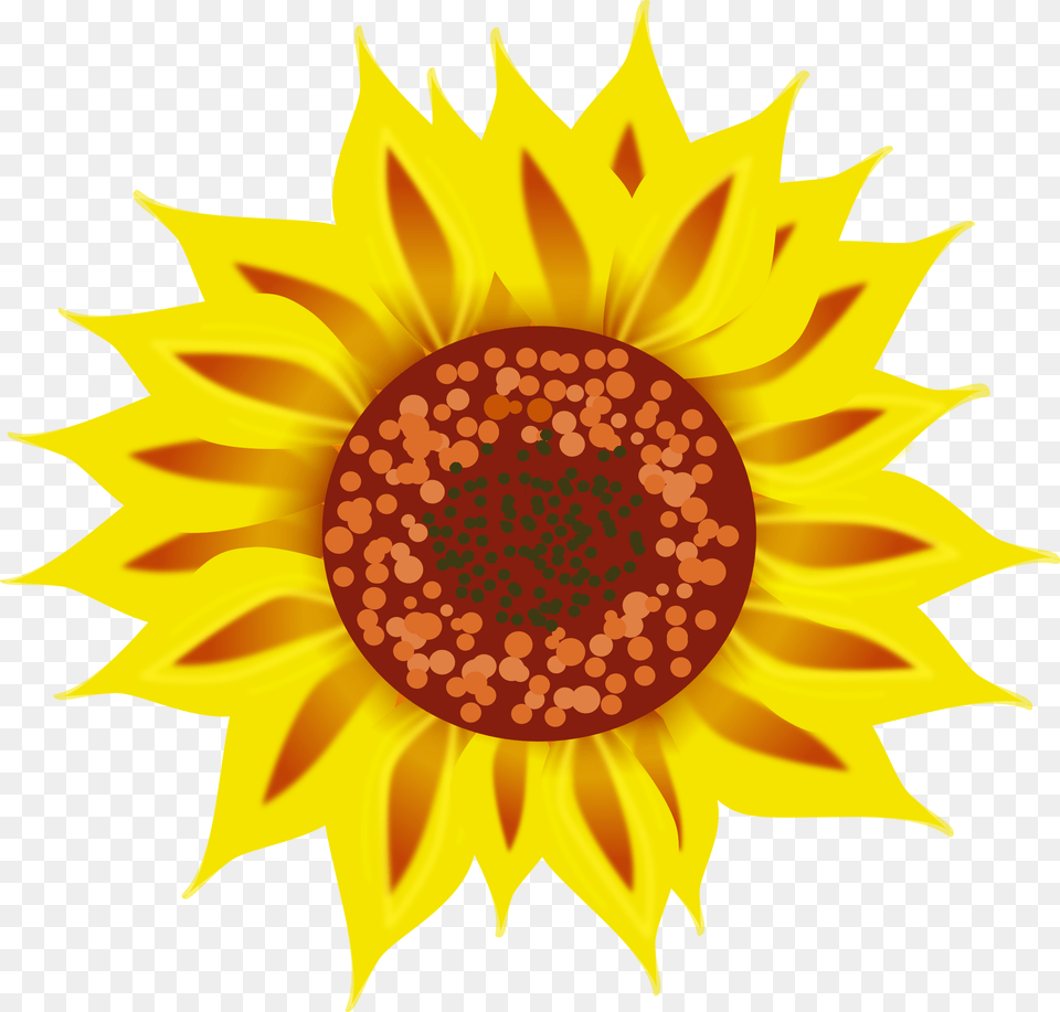 Sunflower Library Sun Flower Top View, Plant Png Image