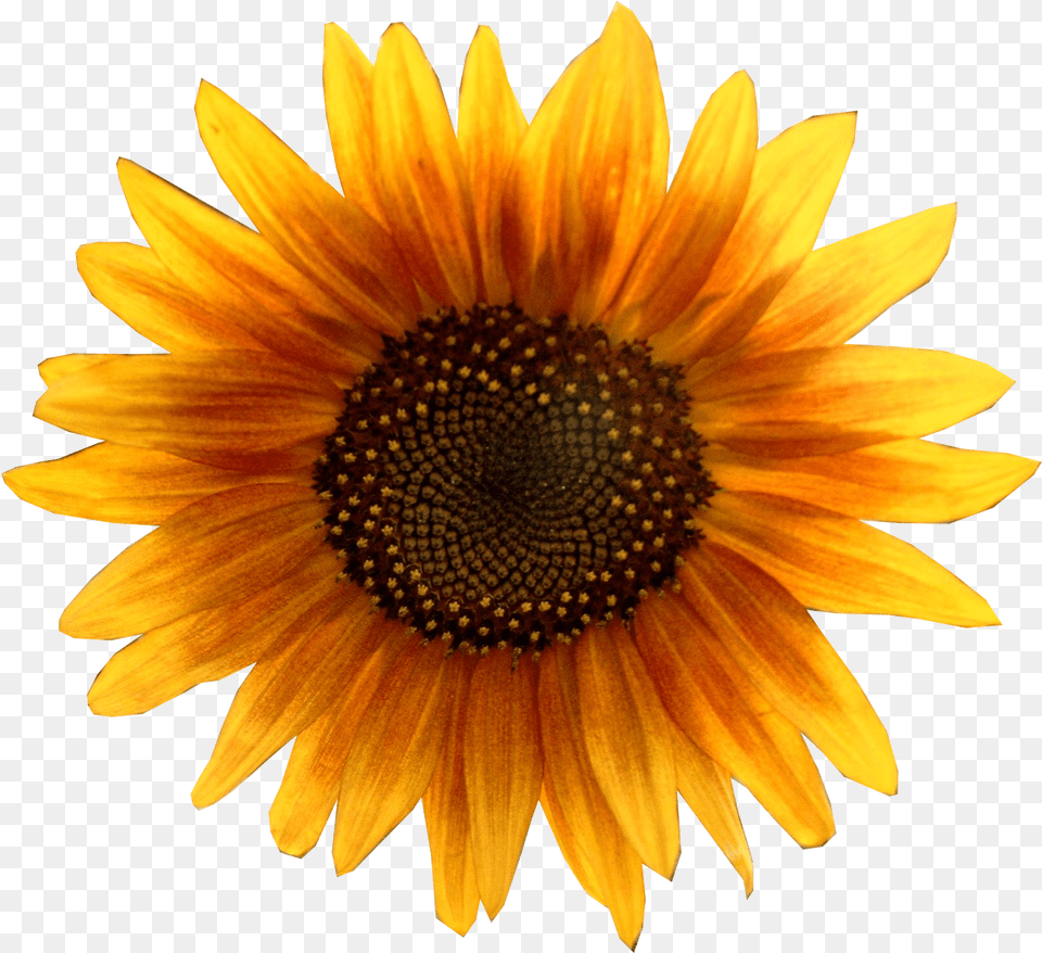 Sunflower Metalhead64 Edited Sunflower, Flower, Plant, Daisy Png