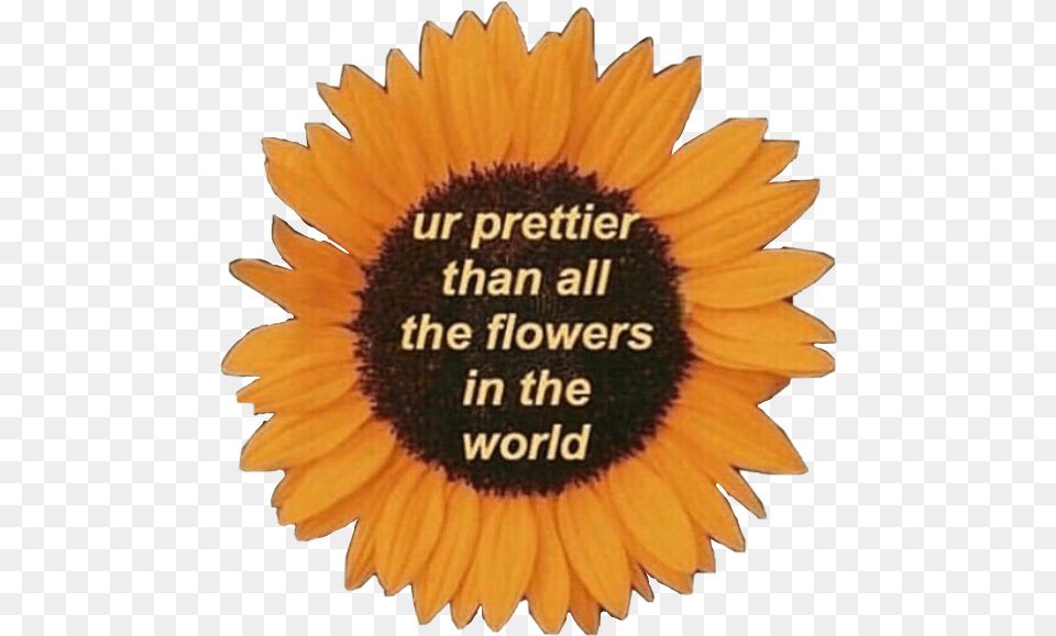 Sunflower Motivation Quotes Love Life Pretty Prettier Than Flowers Quote, Flower, Plant, Petal, Daisy Png Image