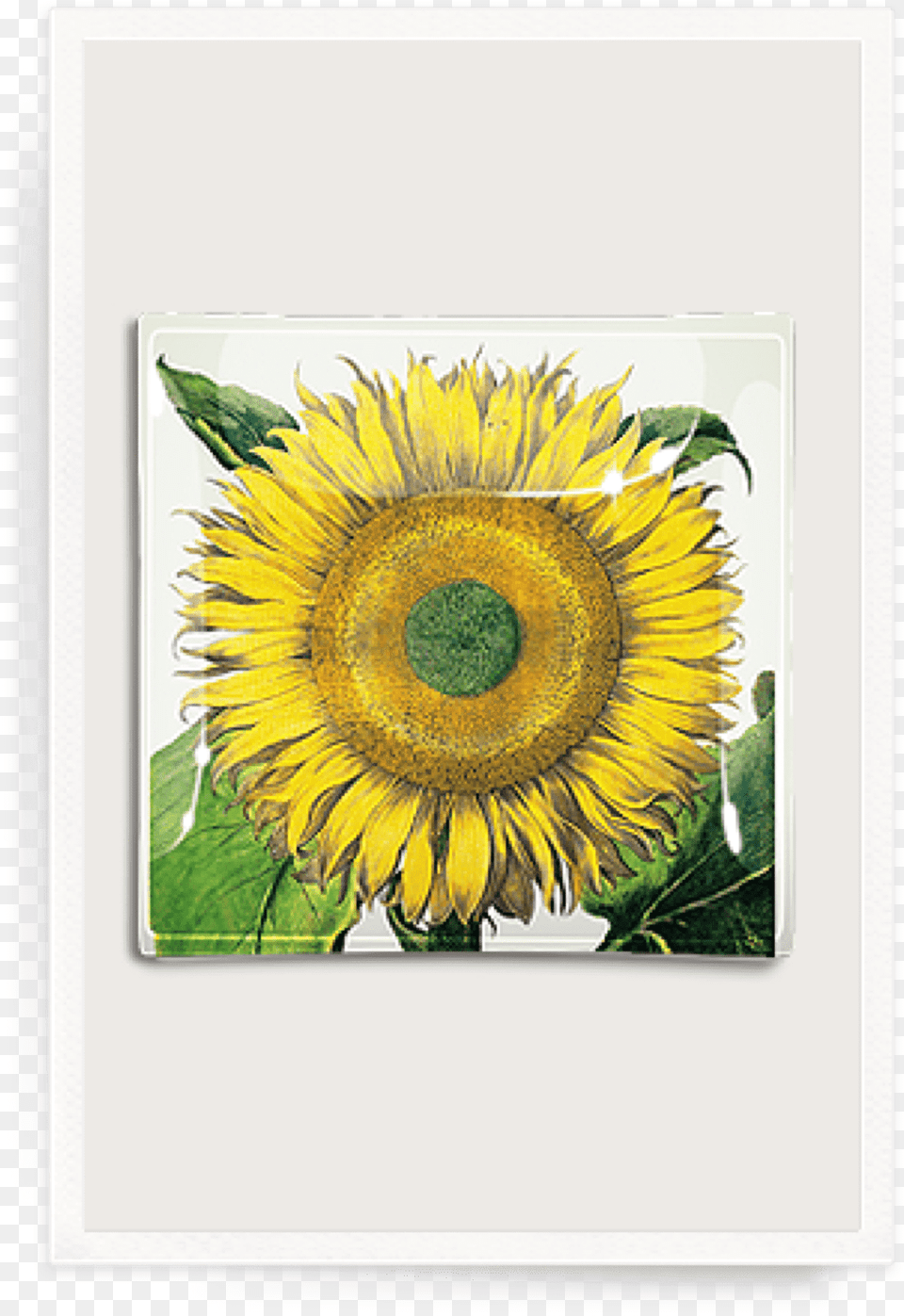 Sunflower No Botanical Illustration Flos Solis Maior, Flower, Plant Free Png