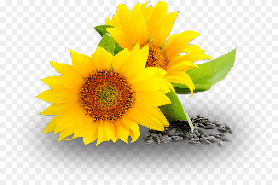 Sunflower Oil, Flower, Plant, Flower Arrangement, Flower Bouquet Free Png Download