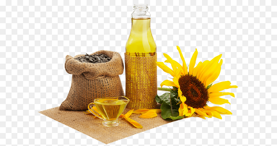 Sunflower Oil, Cup, Flower, Plant, Cooking Oil Png