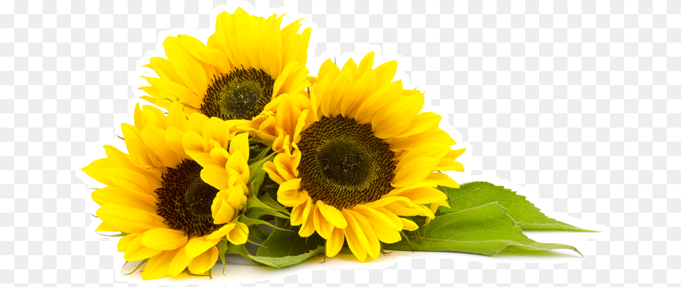 Sunflower Oil, Flower, Plant Free Transparent Png