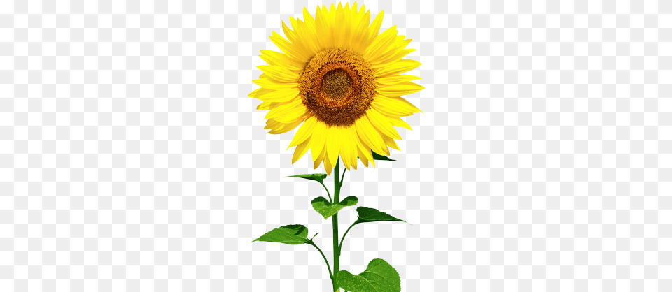 Sunflower Oil Properties Limits Sunflower Oil Benefit Skin, Flower, Plant Free Transparent Png