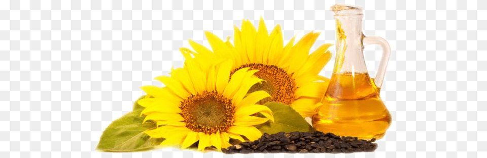 Sunflower Oil Sunflower Oil Background Hd, Flower, Plant, Herbal, Herbs Png Image