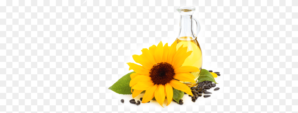 Sunflower Oil Play High Resolution Sunflower Background Plant, Flower, Adult, Wedding Free Transparent Png