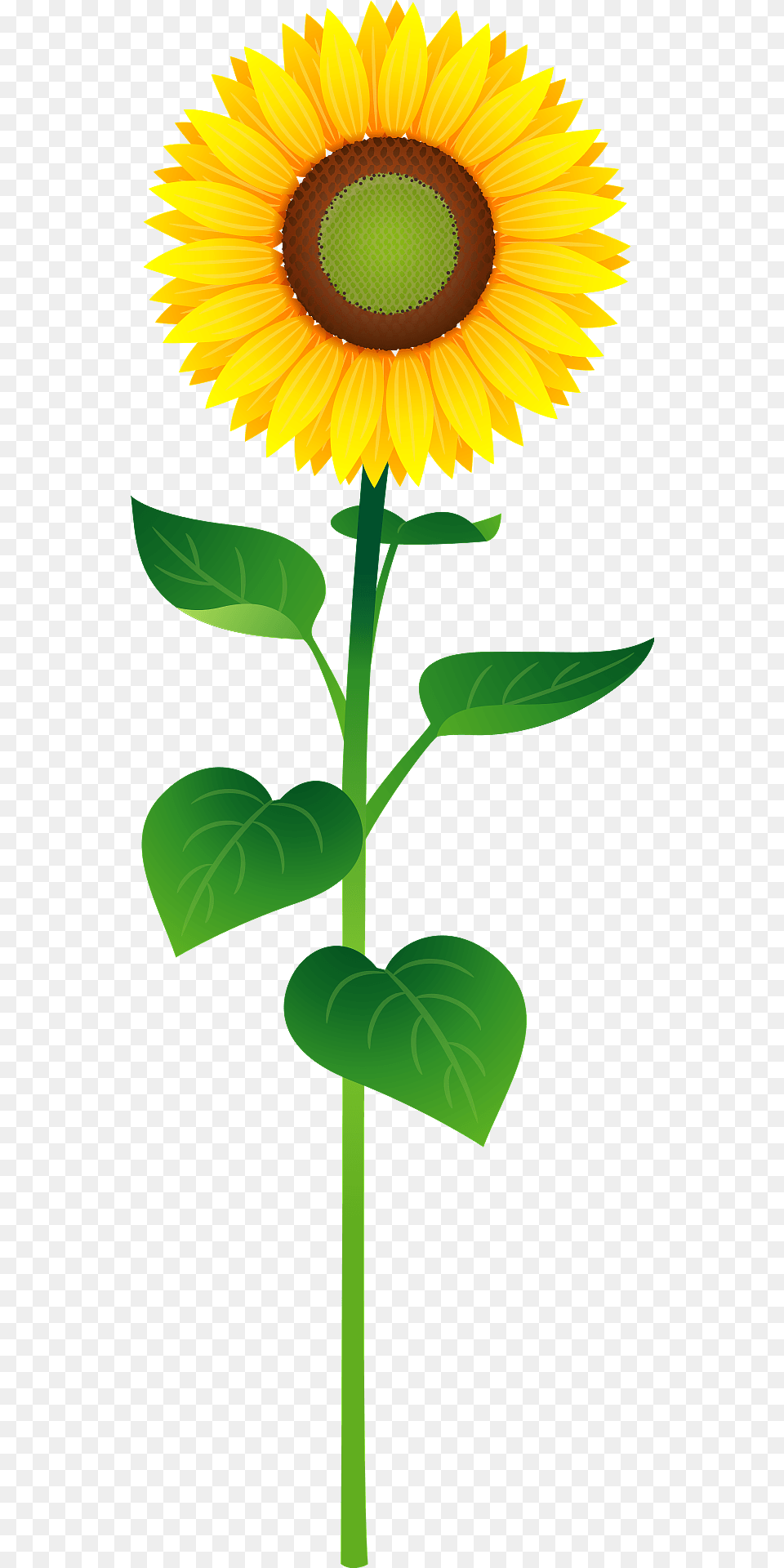 Sunflower On The Stem Clipart, Flower, Plant Free Png Download