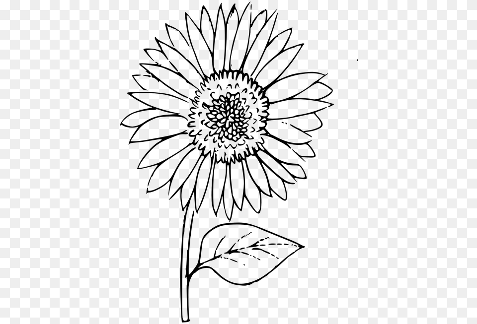 Sunflower Outline Outline Of A Sunflower, Gray Png