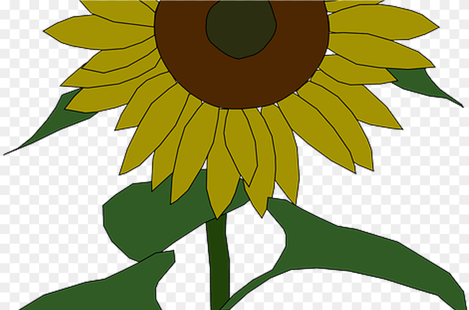 Sunflower Outline Pictures Of Flowers, Flower, Plant, Person Png
