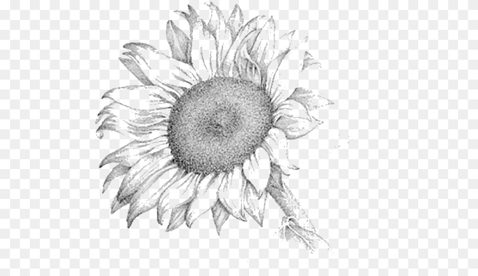 Sunflower Pencil Sketch Of Sunflower, Daisy, Flower, Plant, Art Png