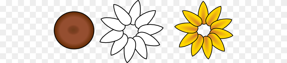Sunflower Petals Clipart Outline, Daisy, Flower, Plant, Petal Png