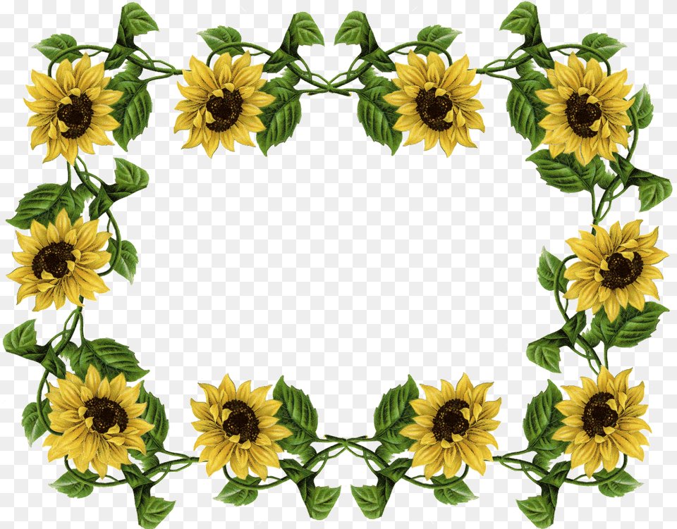 Sunflower Pics Frame Sunflowers Border Design, Flower, Plant Png