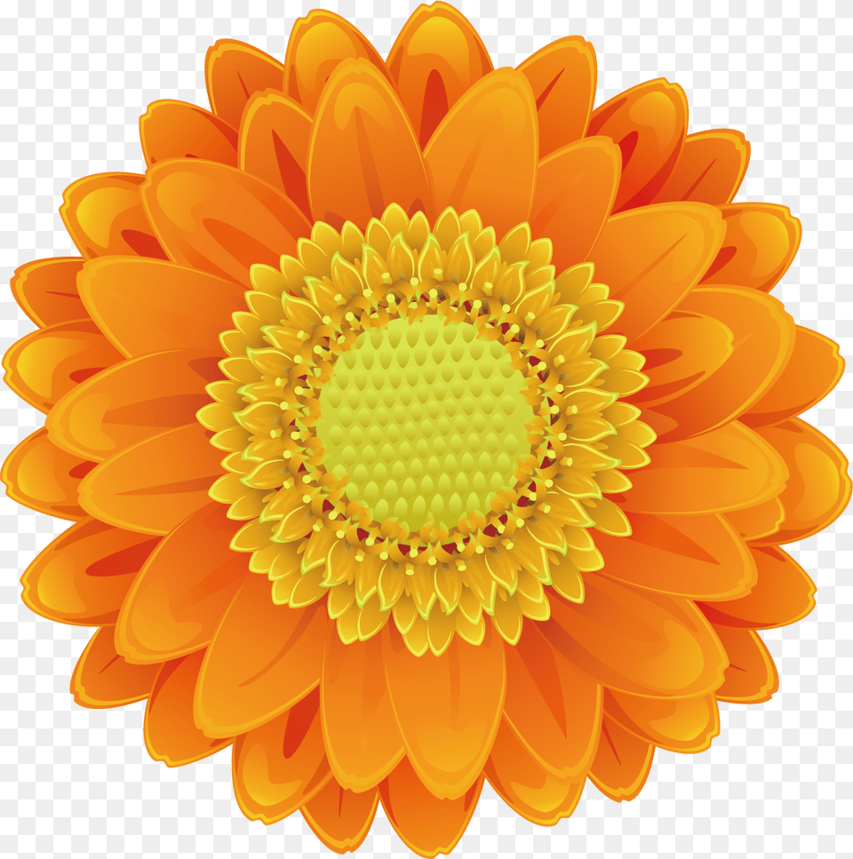 Sunflower Pictures Download Sunflower Sunflower Orange Flower Clip Art, Dahlia, Daisy, Petal, Plant Free Png