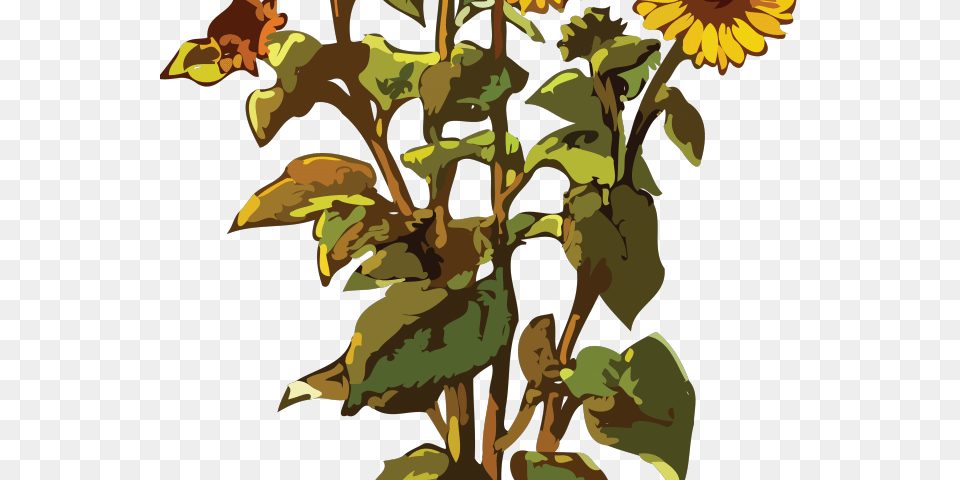 Sunflower Plant Clipart, Flower, Art, Adult, Male Free Transparent Png