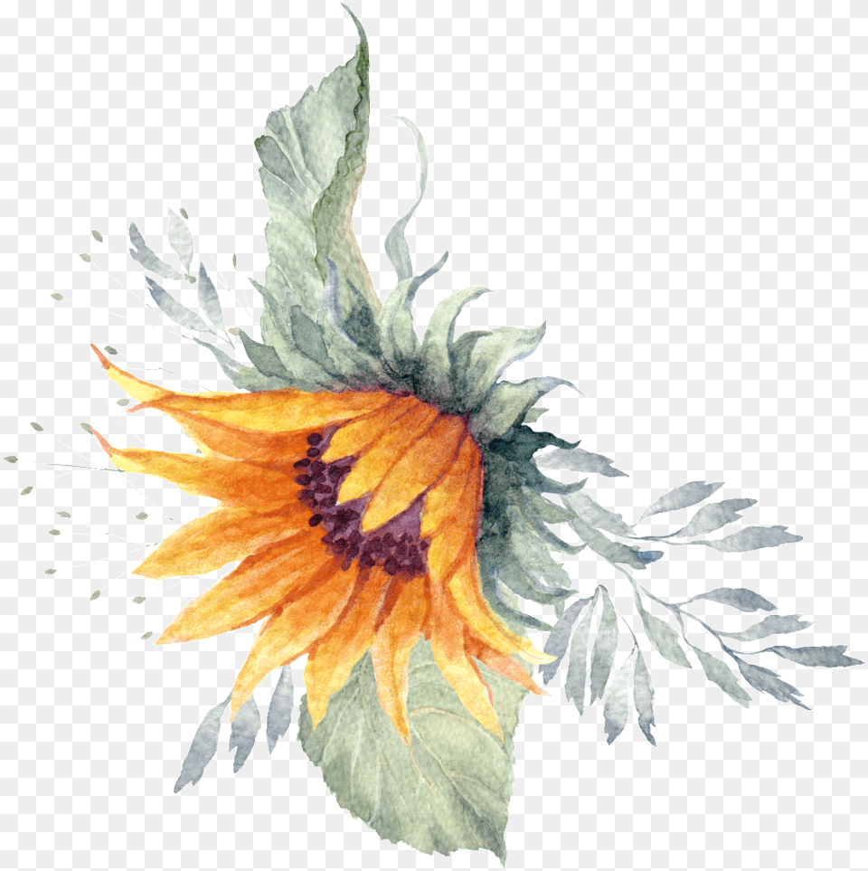 Sunflower Plant Watercolor Hand Painted, Flower, Leaf, Art, Herbal Png Image