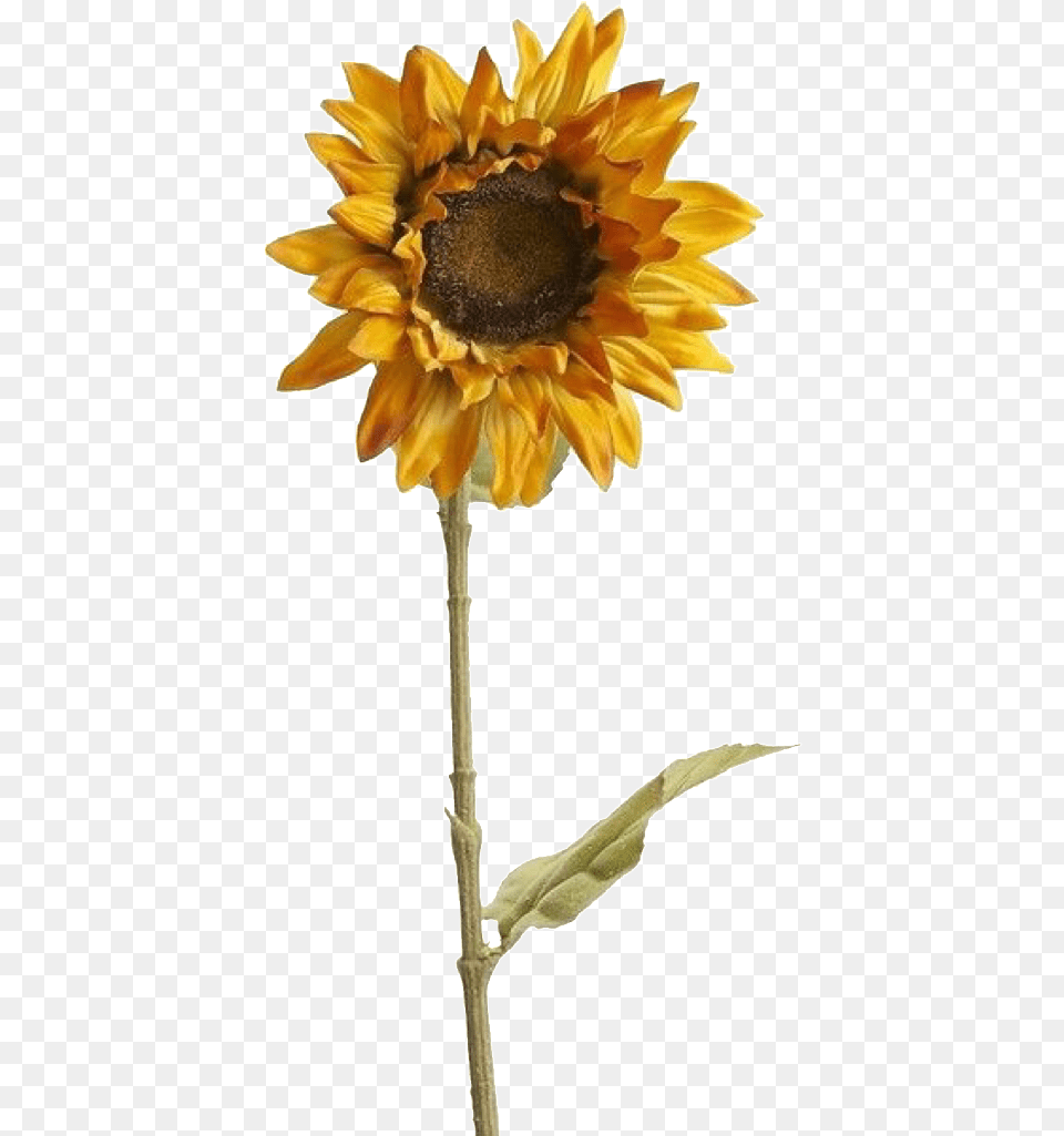 Sunflower Polyvore, Flower, Plant Png