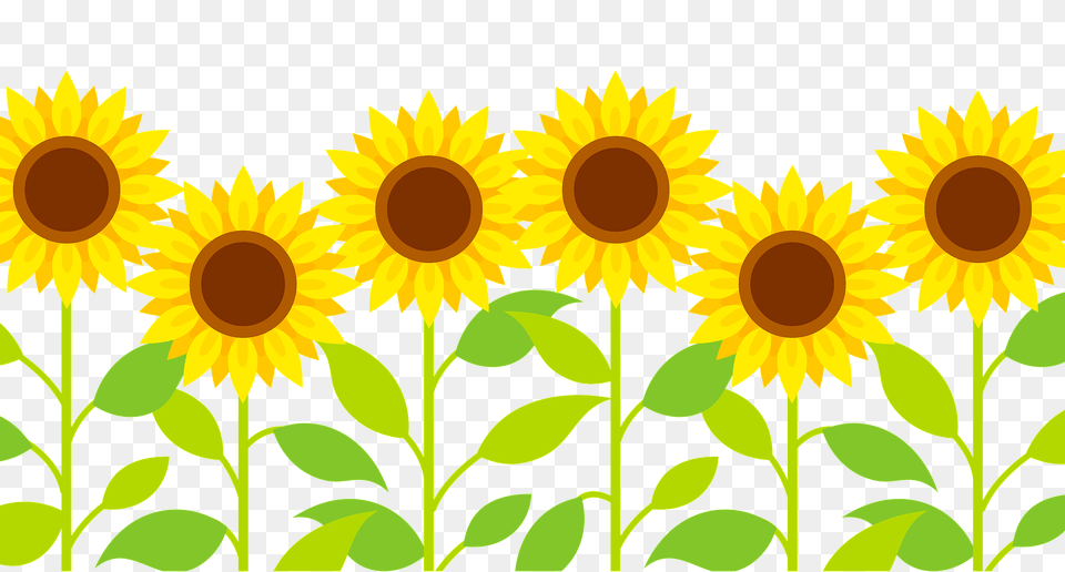 Sunflower Row Clipart, Flower, Plant Png Image