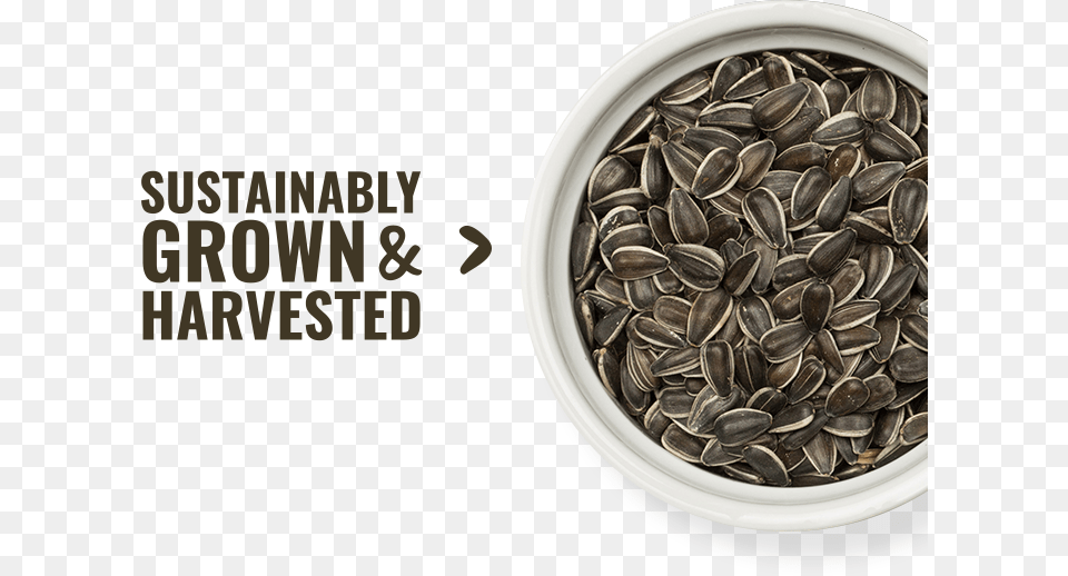 Sunflower Seed, Food, Grain, Produce Free Png